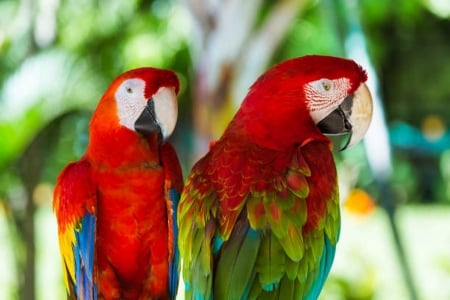 Parrots - feathers, parrots, wild life, outdoor, birds