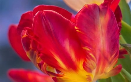 Summer Tulip - Smuk, Hot, Summer, Colors, Summer Color