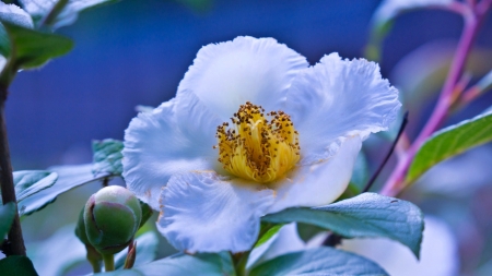 White Flower - white, garden, yellow, flower