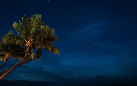 Palms under the night sky