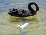 Black Swan and Seagull