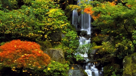 Waterfalls in the Middle of Forest - trees, nature, waterfall, autumn, forest