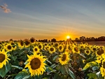 Sunflower Field During Golden Hour