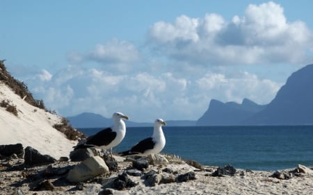 Landscape with Seagulls - sea, birds, seagulls, mountains