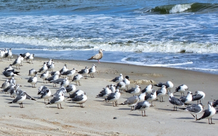 Seagulls on the Beach