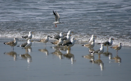 Seagulls by Sea - seagulls, reflection, sea, birds