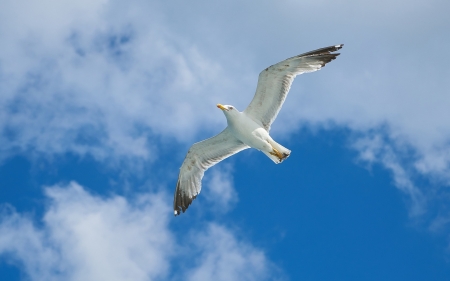 Seagull in the Sky - seagull, sky, flight, bird