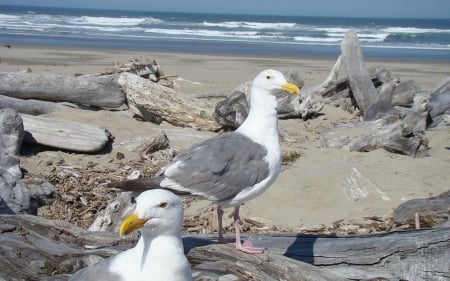 Seagulls by Sea - sea, birds, seagulls, beach