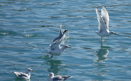 Seagulls on the Water - water, flight, seagulls, birds