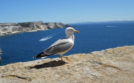 Seagull in Corsica, France