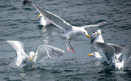 Seagull Society - birds, water, seagulls, flight