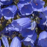 Dwarf Bell Flower