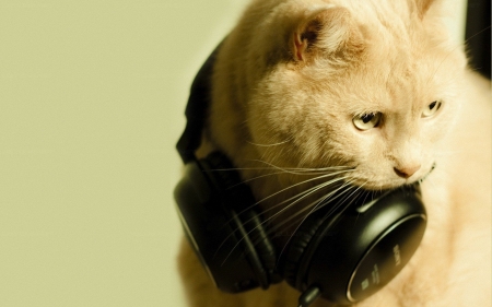 Music - music, cute, headphone, cat