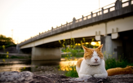 Sleepy - water, cat, sleepy, bridge