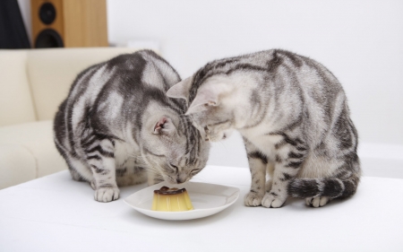 Pudding time - pudding, cute, plate, cats