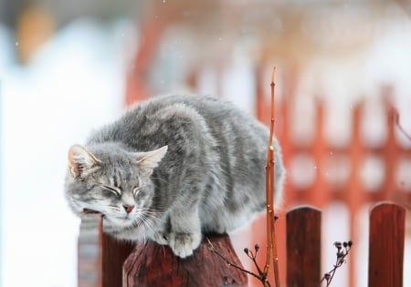 Cat - winter, fence, cat, snow