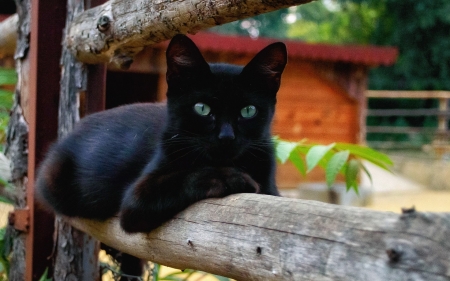 Cat - black, cute, fence, cat