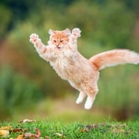  ðŸ‚ Kitten Catching LeavesðŸ‚