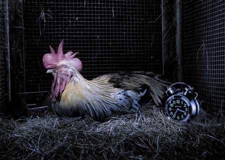 chicken sleeping with a alarm clock..