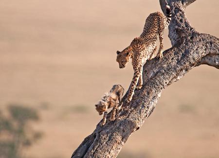 Cheetah and cub - cheetahs, animals