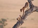 Cheetah and cub