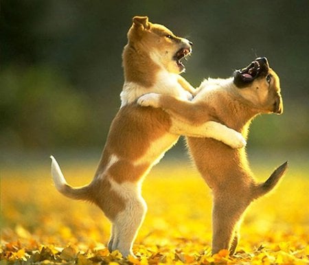 Fight >. - animal, cachorro, dog, puppies