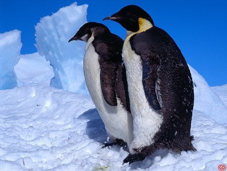 EmperorImmature jpg - tuxedos, snow, peaguins, sky