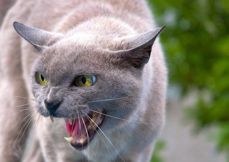 I'm hungry - gato, animal, cat