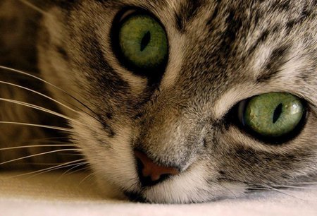 Beauty eyes - gato, animal, cat