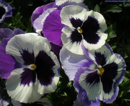 Purple20and 20White20Panies - flowers, white, light purple, pansy