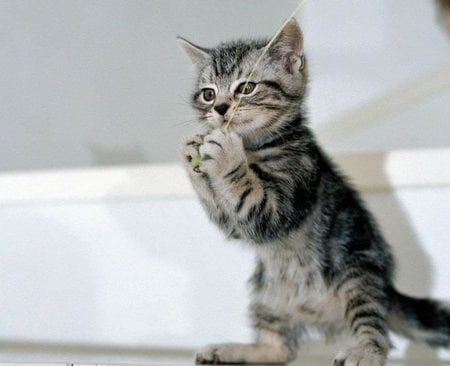 Cute kitten - gato, animal, cat