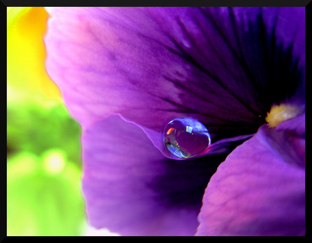 Purple Diamond  - diamond, pansy, nature, purple