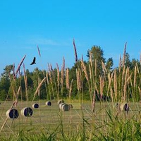 Wilder Ranch Hay Field