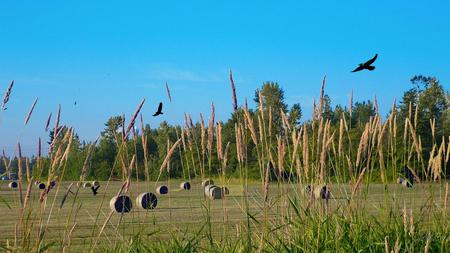 Wilder Ranch Hay Field - widescreen, hay, field, eagles, country, farm, washington, rural