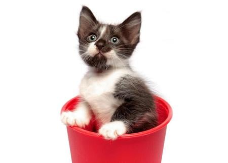 Hi :) - gato, animal, kitten, cat