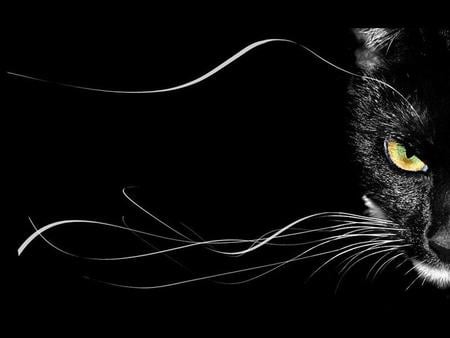 Black Cat - gato, animal, cat