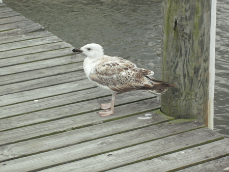 Seagull Visit - sea, birds, outdoors, nature