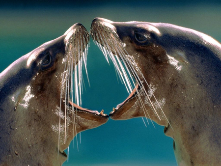 Kissing cousins! - seals, ocean, sea lions, wild