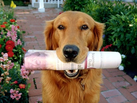 Where's my tip! - garden path, dog, golden retriever, newspaper