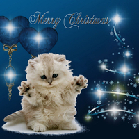 Merry Christmas ! from a lonely kitten