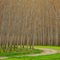 Hybrid poplar trees in Oregon