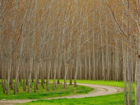 Hybrid poplar trees in Oregon - plantation, trees, poplar, forest, oregon