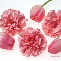 23 3 carnations and 3 tulips wallpaper