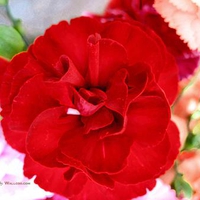 38 160010 red carnation red carnation flower