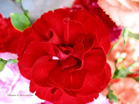 38 160010 red carnation red carnation flower - carnation, red, flower, pretty