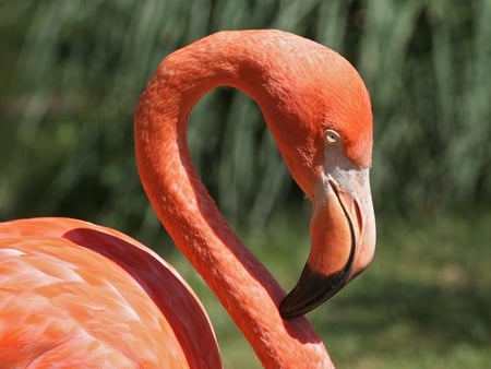 pink flaming  jpg - feathers, pink, nature, flamingo