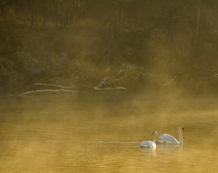 Swans - swans, animals