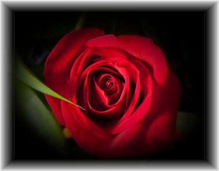 Red rose - flowers, roses