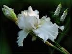 White iris