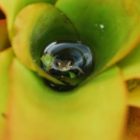 BROMELIAD WITH FROG